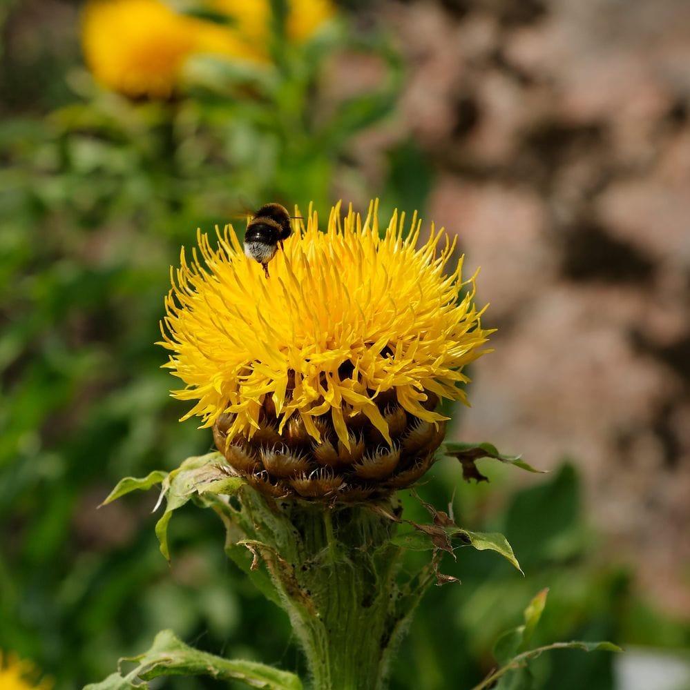 Centaurea macrocephala
