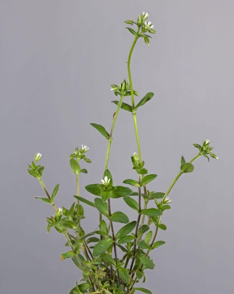 Cerastium vulgatum