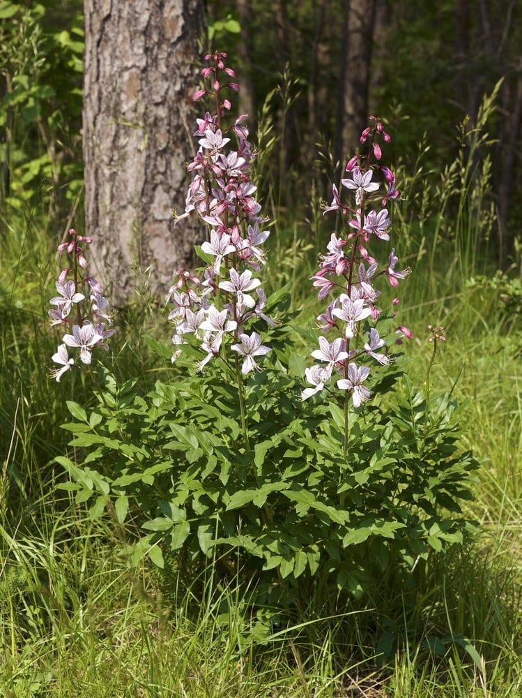 Dictamnus albus