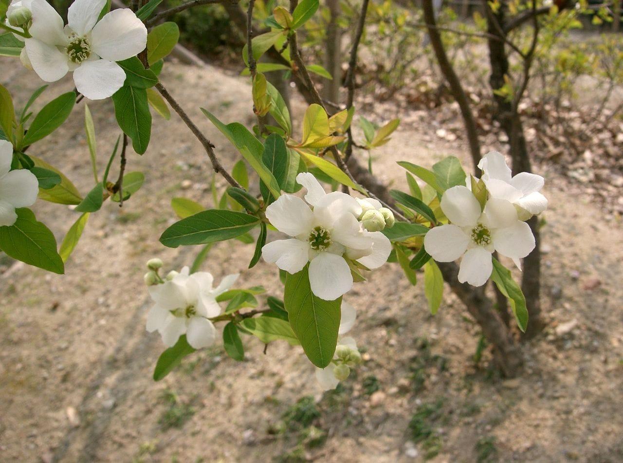 Exochorda reacemosa