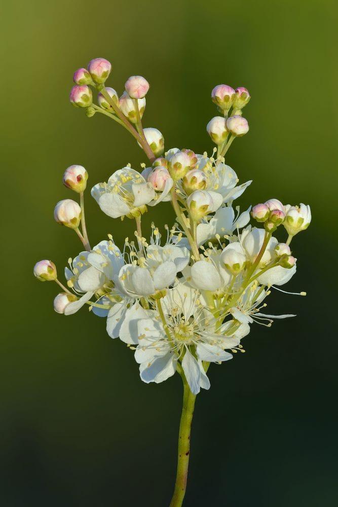 Filipendula vulgaris