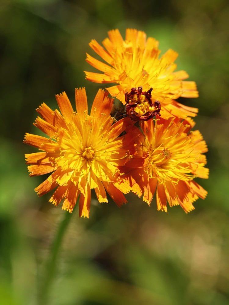 Hieracium aurentiacum