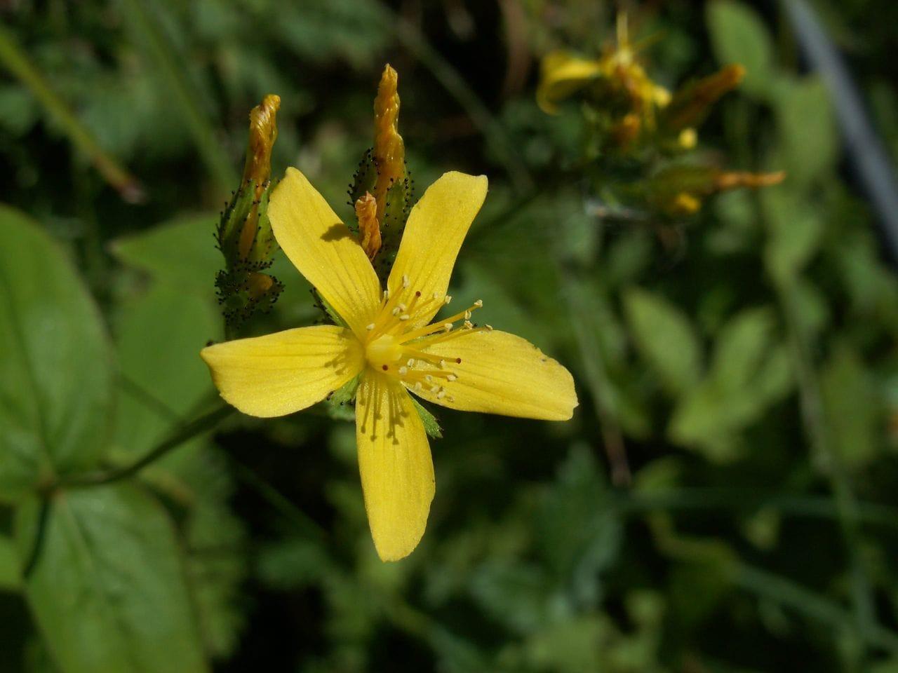 Hypericum montanum
