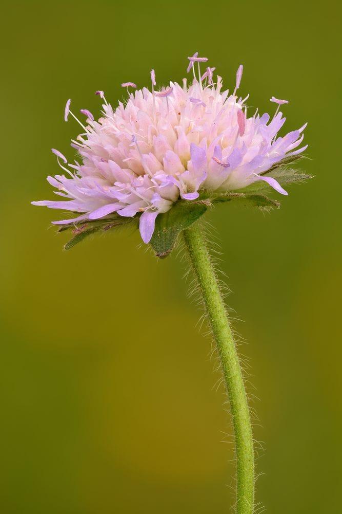 Knautia arvensis