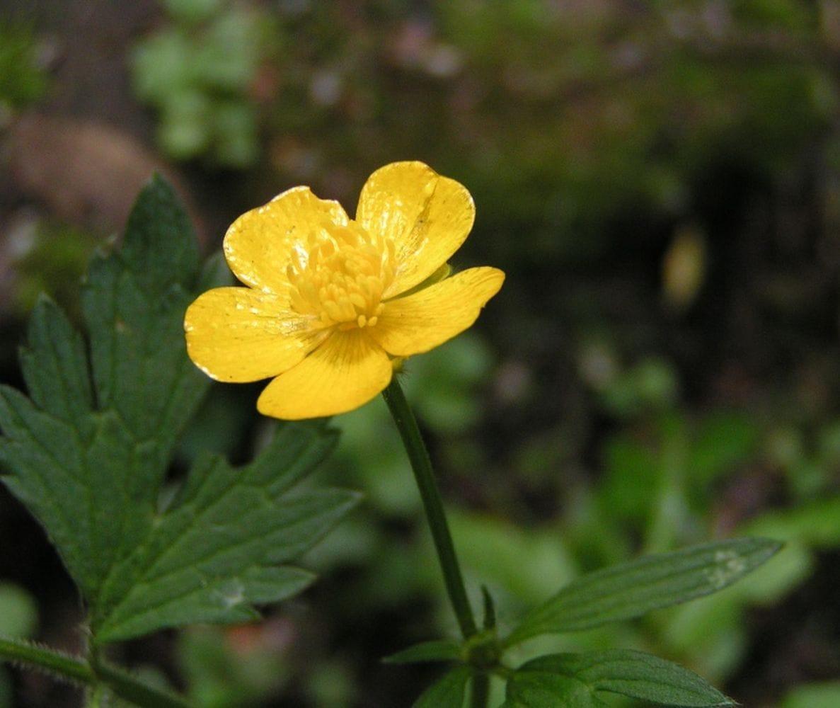 Ranunculus repens