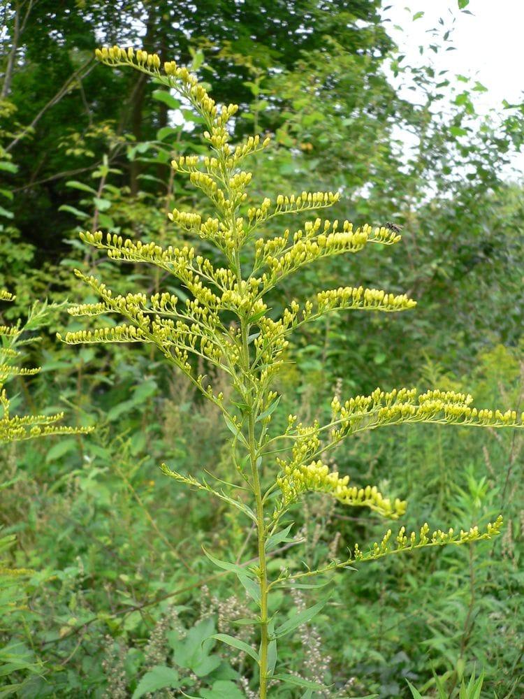 Solidago canadiensis