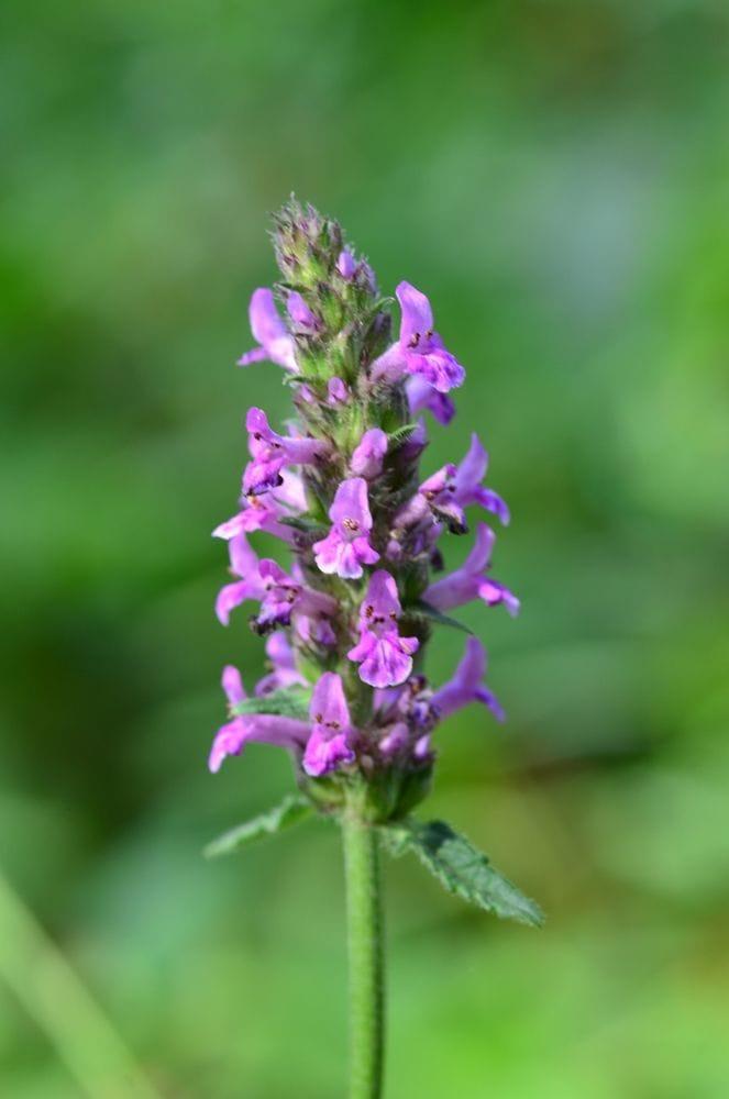 Stachys officinalis