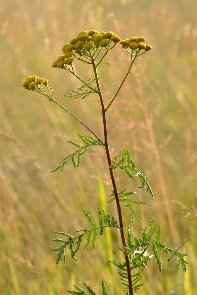 Tanacetum vulgare