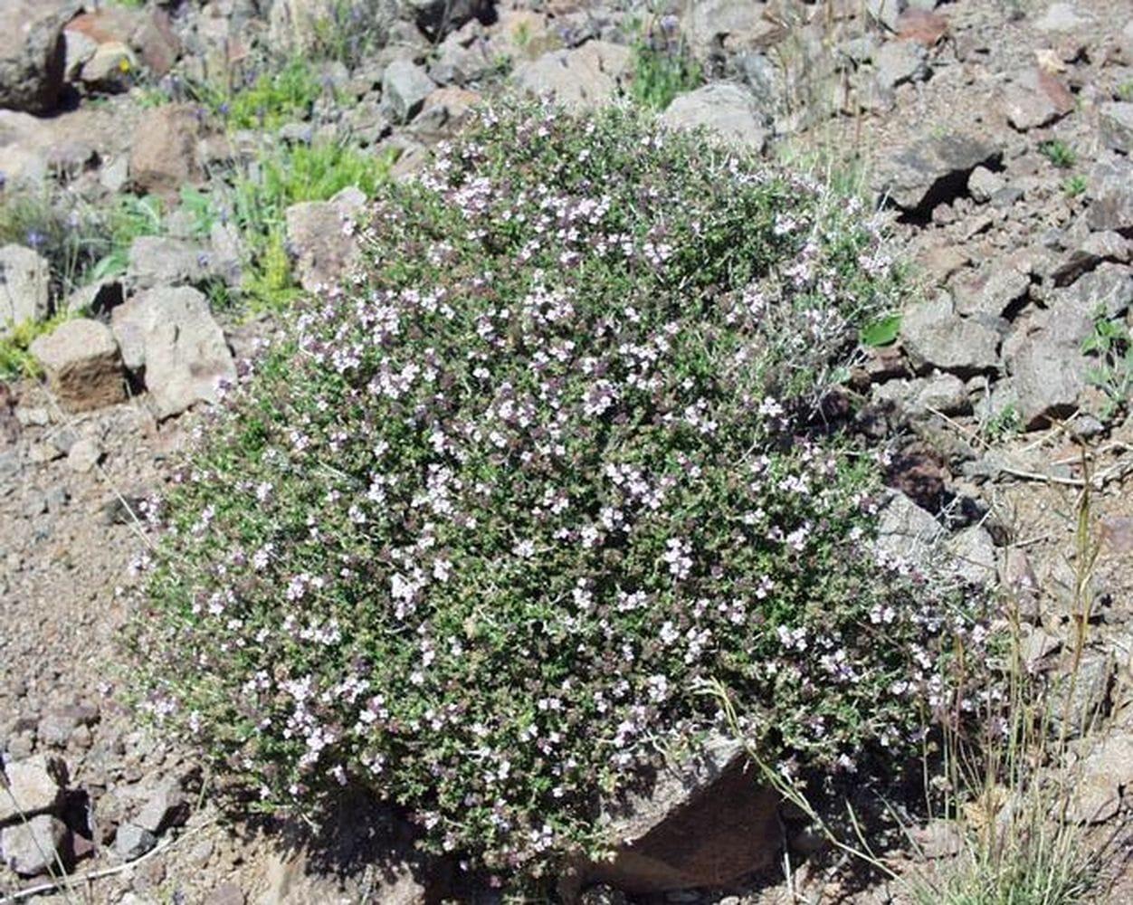 Thymus vulgaris