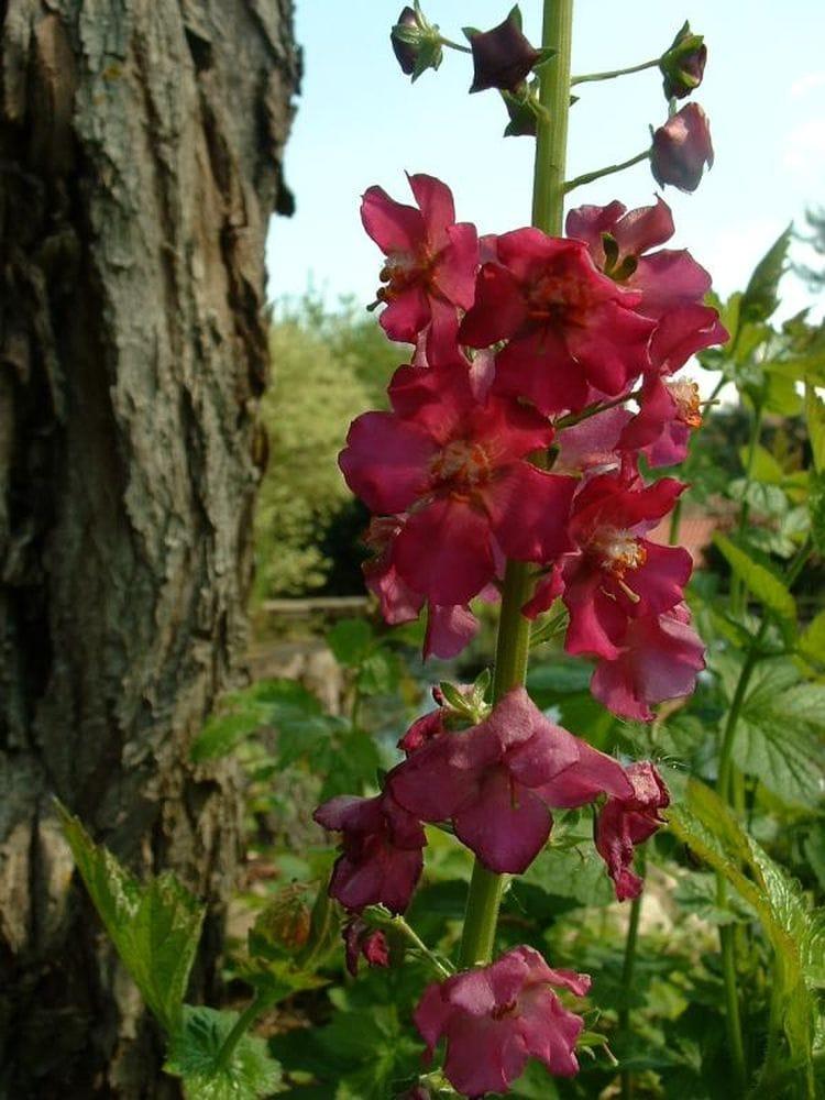 Verbascum phoenicum
