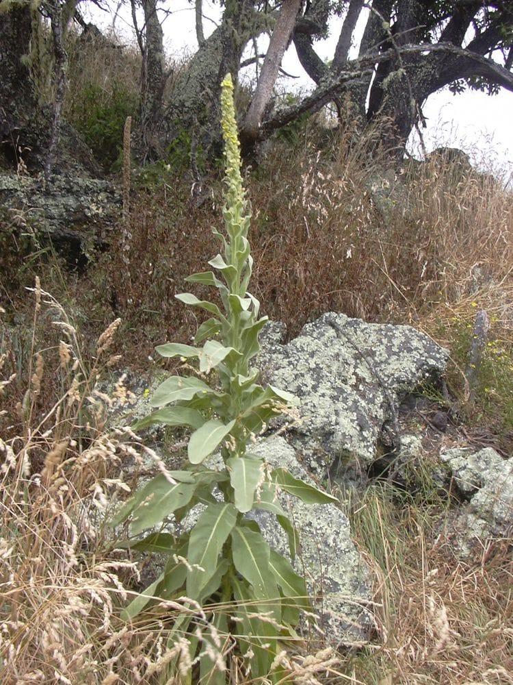 Verbascum thapsus-thapsif