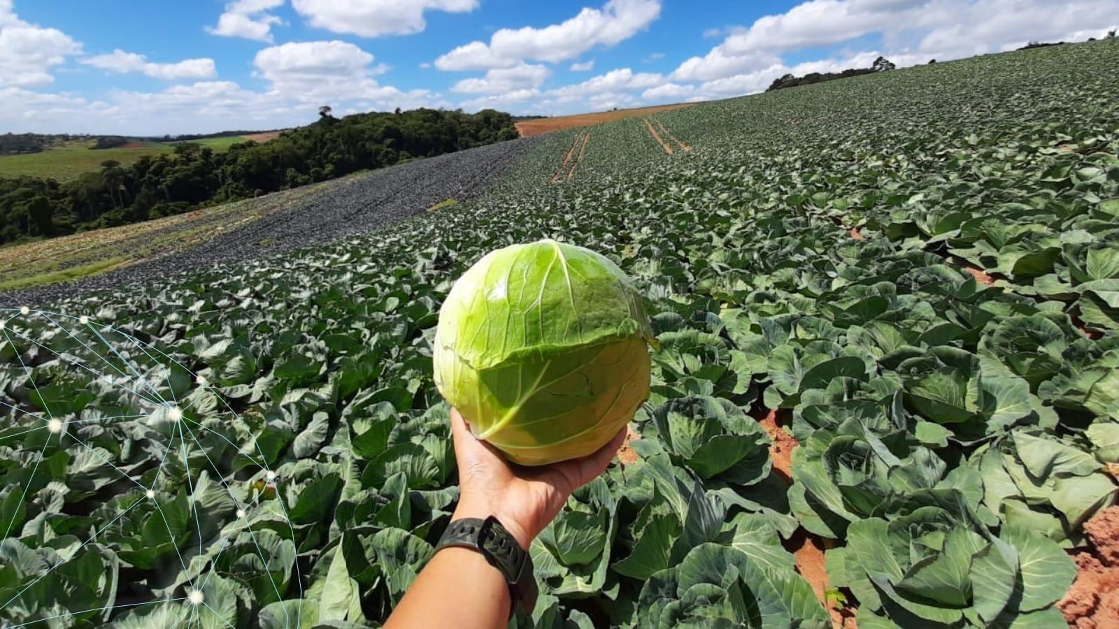 TAKII zöldségvetőmagok