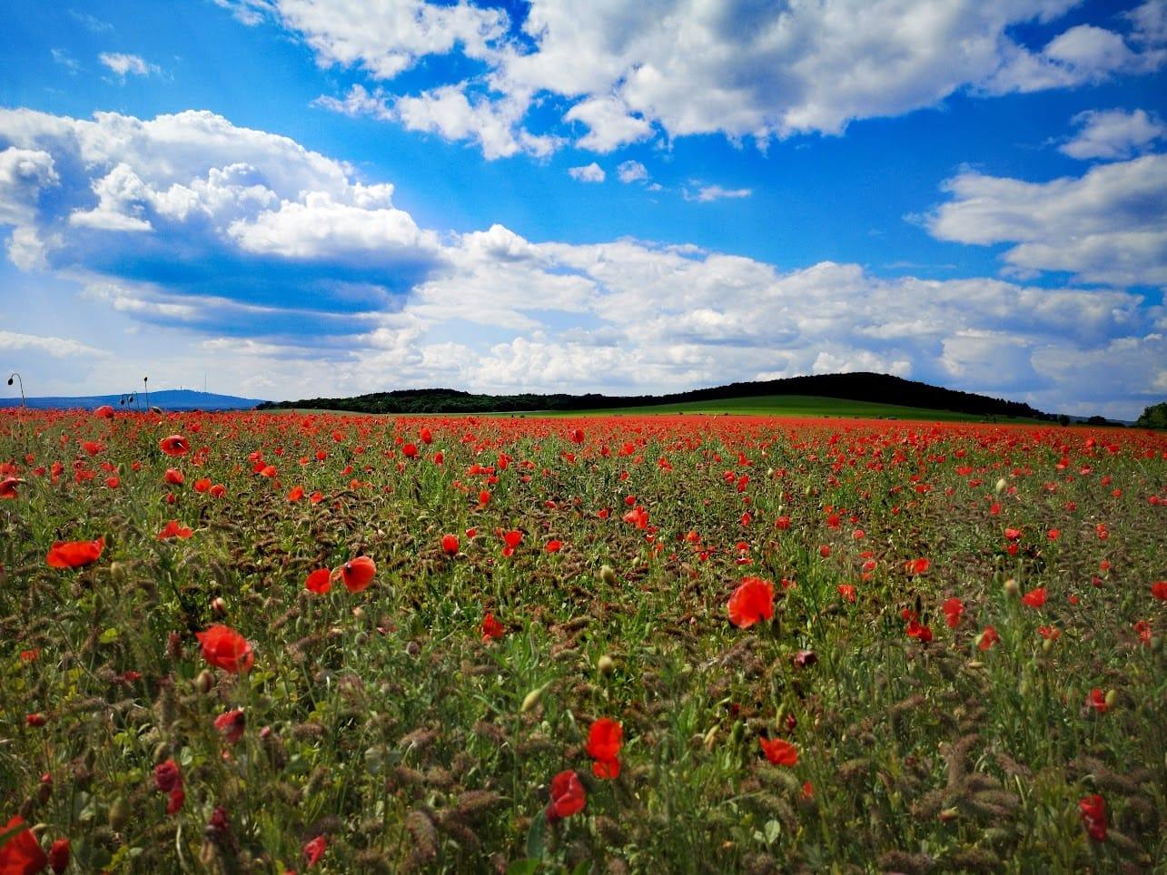 Vadvirág vetőmagok
