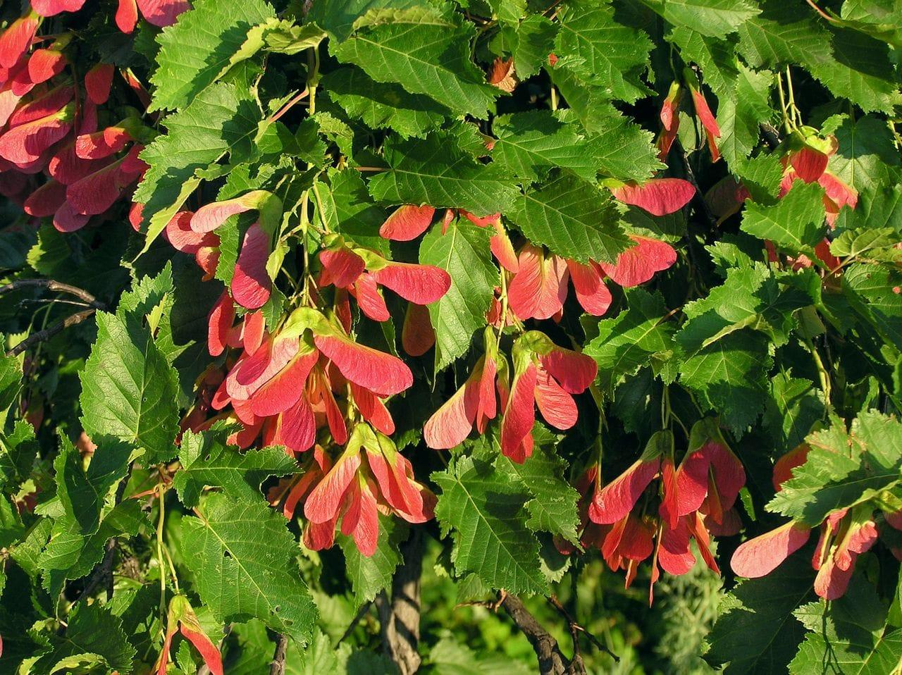 Acer tataricum