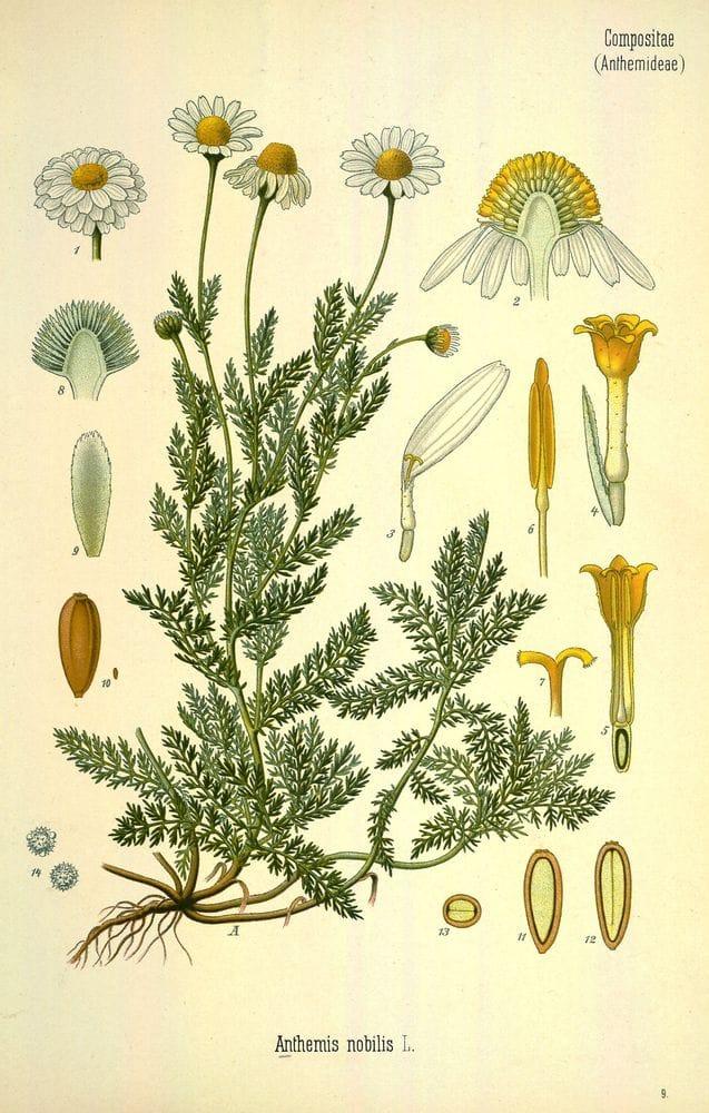 Anthemis nobilis