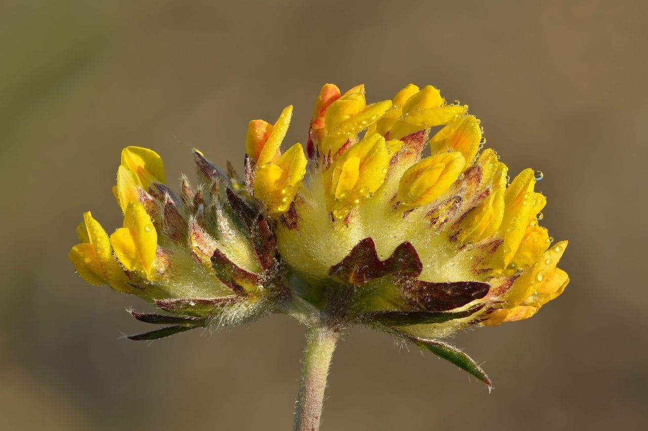 Anthyllis vulneraria
