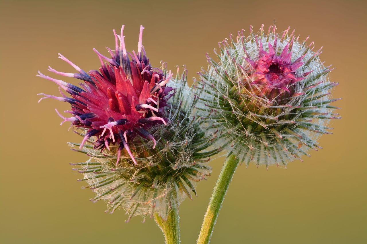 Arctium tomentosum