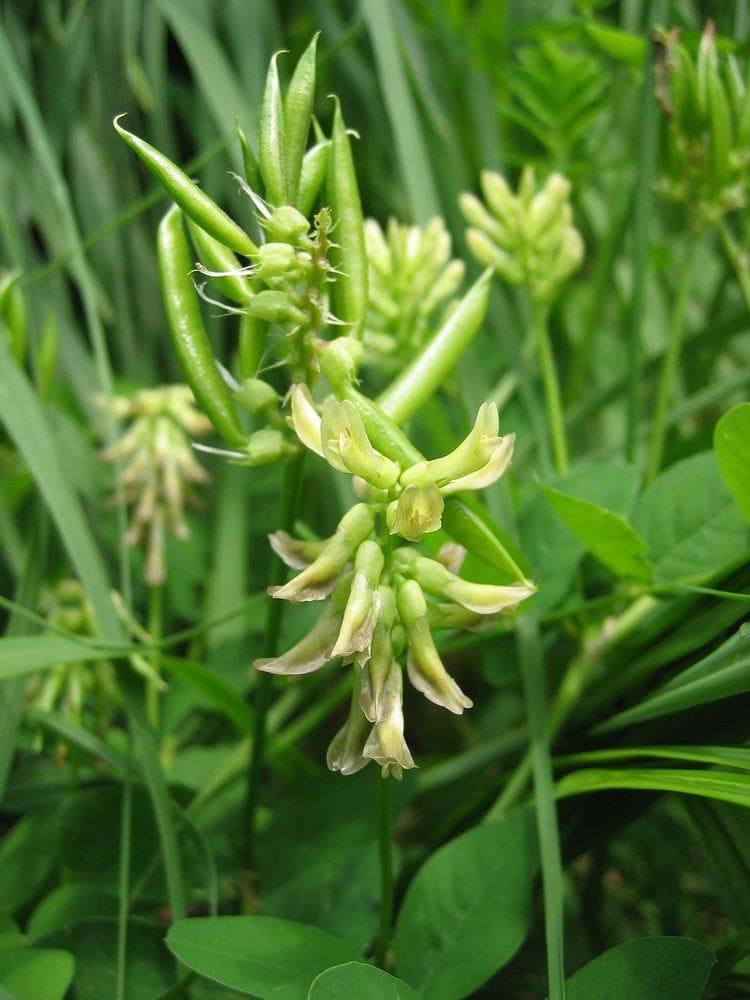 Astragalus glycyphyllus