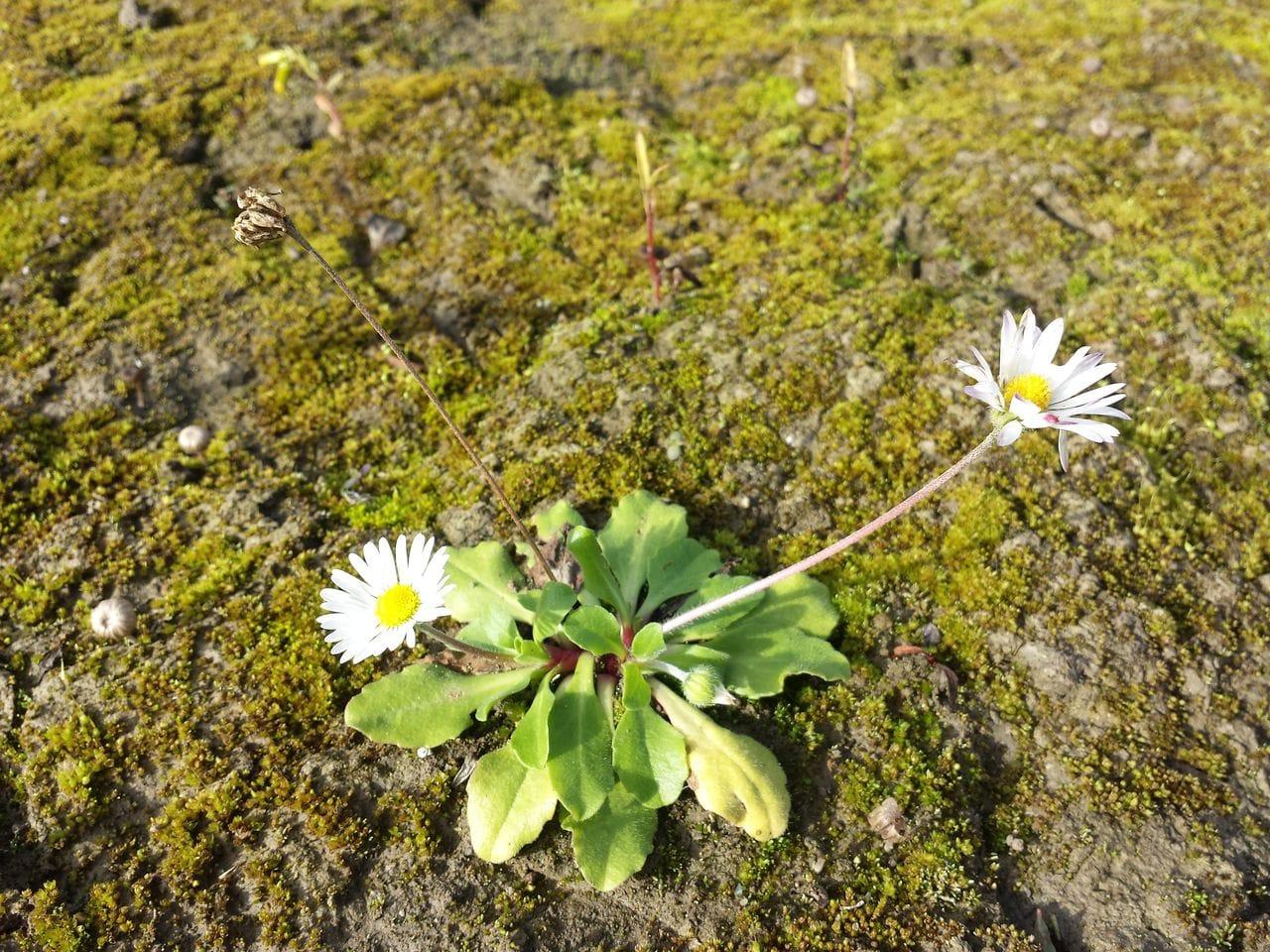Bellis perennis wild