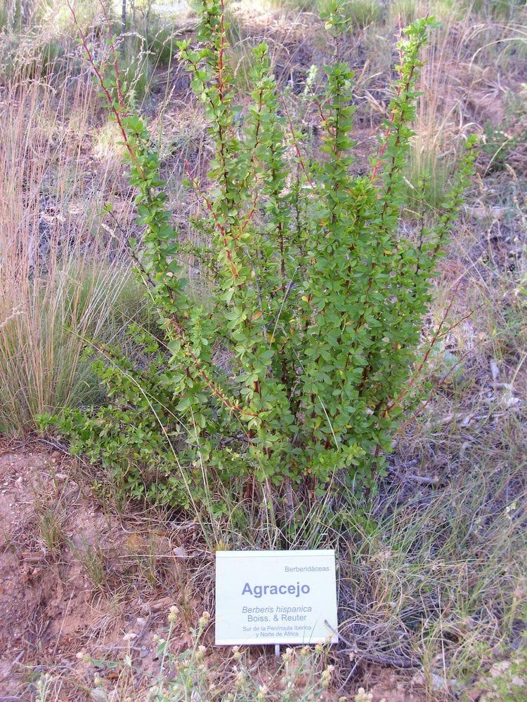 Berberis vulgaris atropurpurea