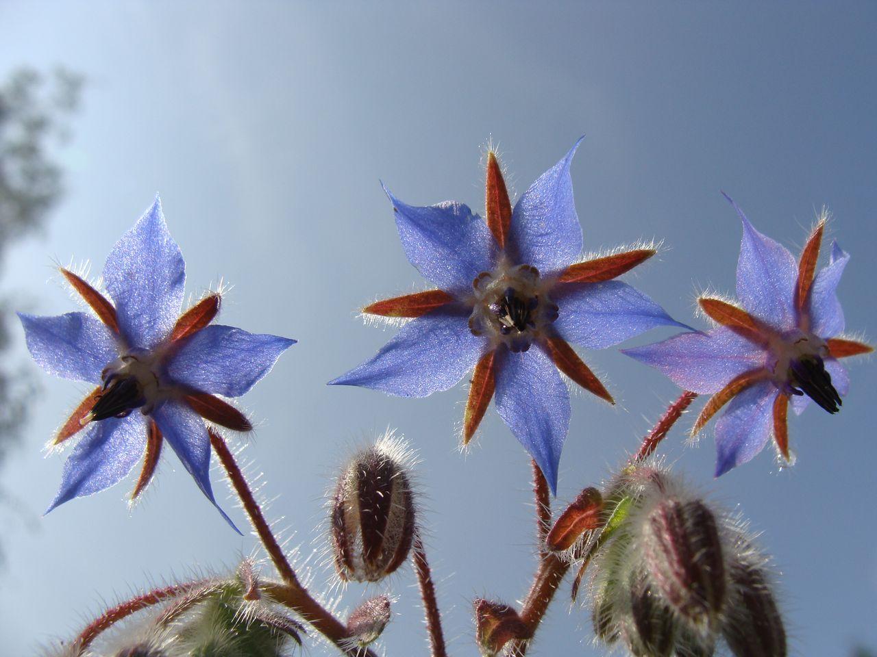 Borago officinalis