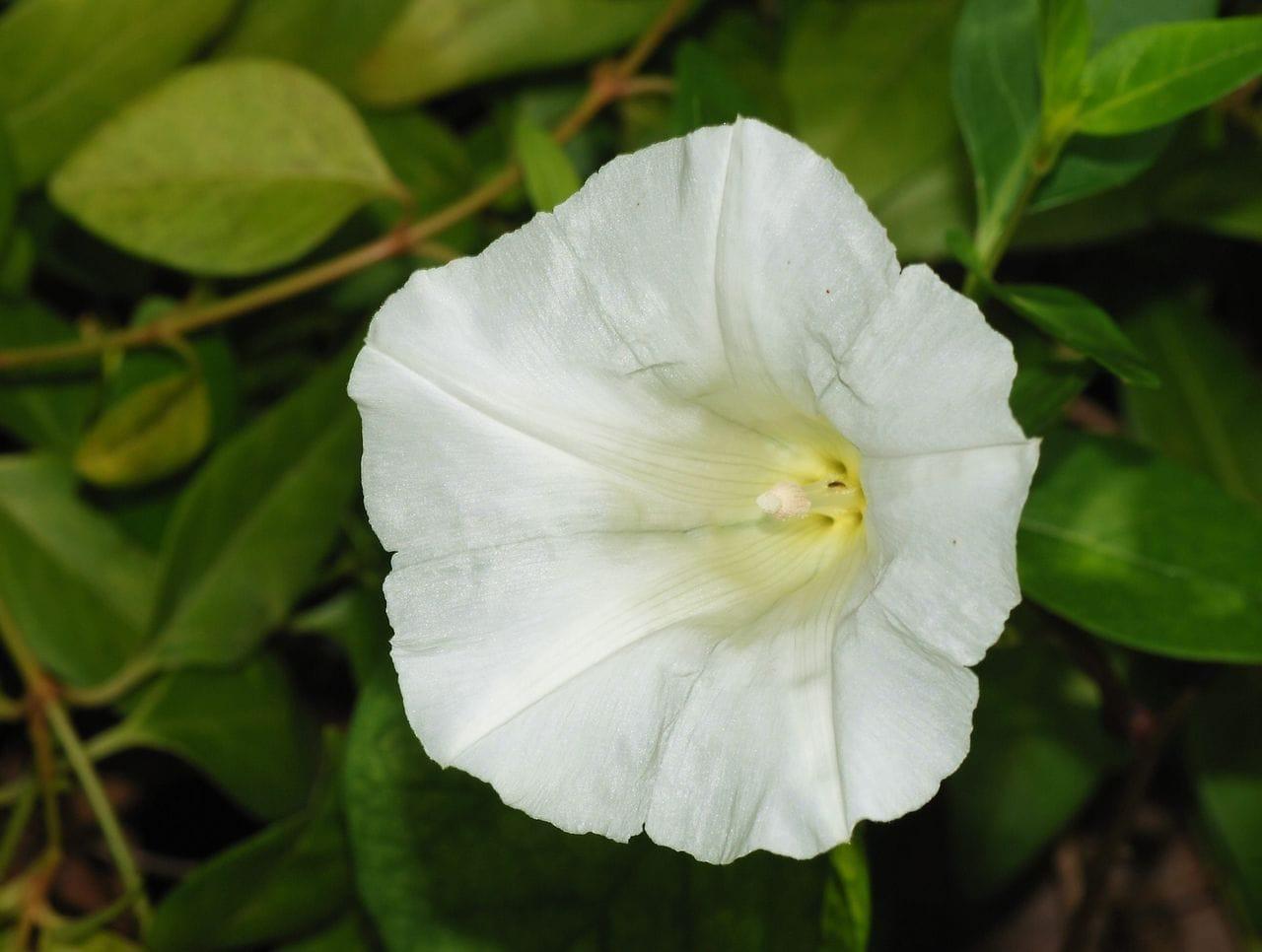 Calystegia sepium