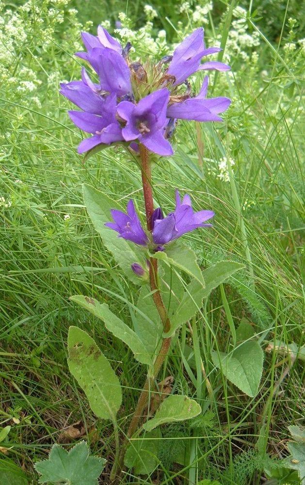 Campanula glomerata