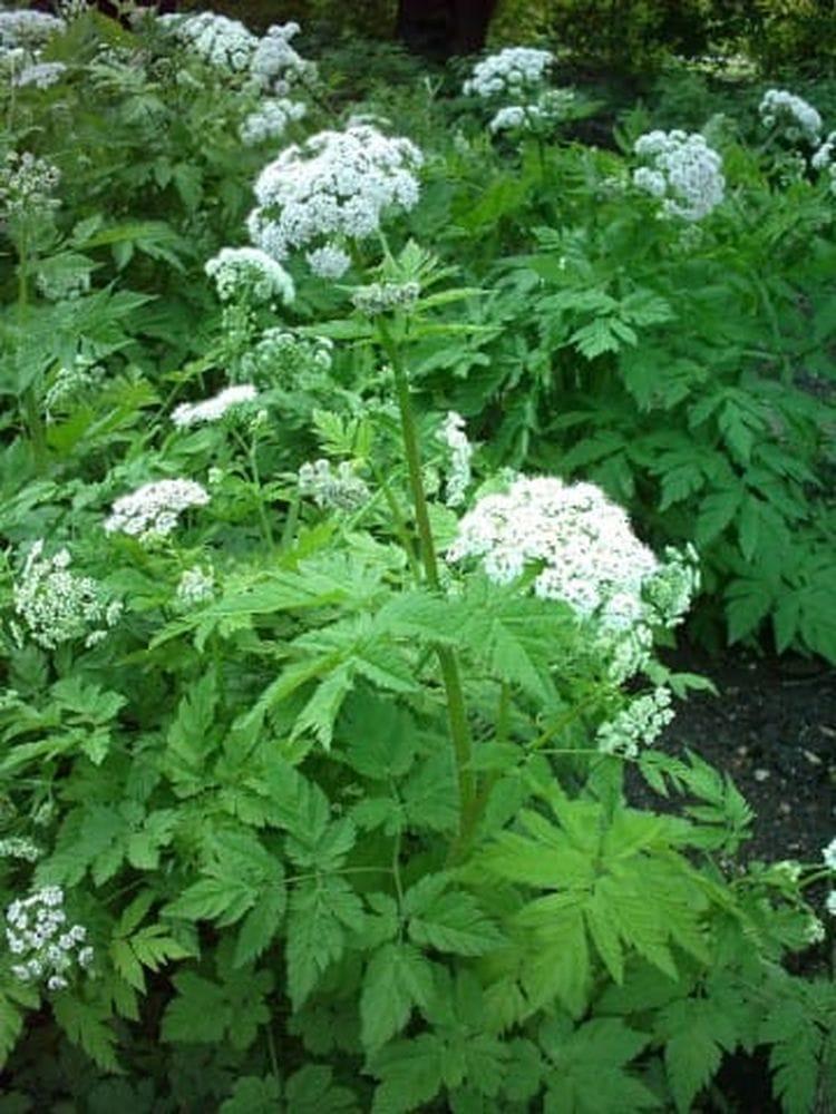 Chaerophyllum hirsitum