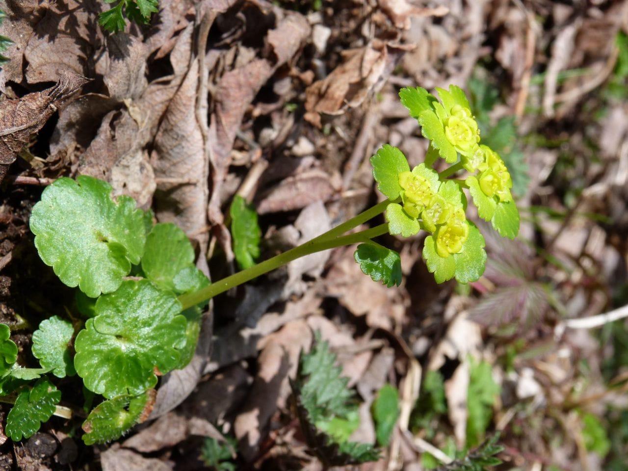 Chrysosplenium alternifolium