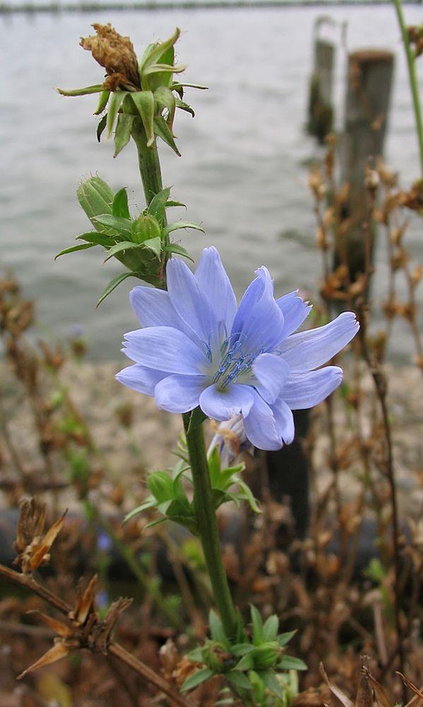 Cichorium intybus