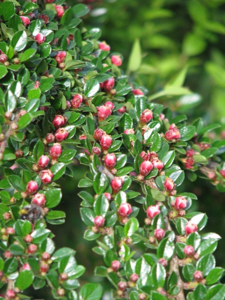 Cotoneaster horizontalis