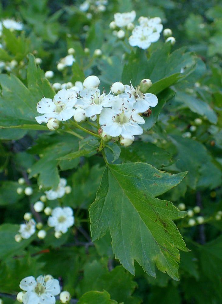 Crataegus nigra