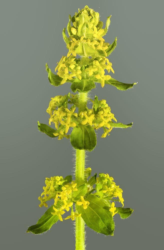 Cruciata laevipes