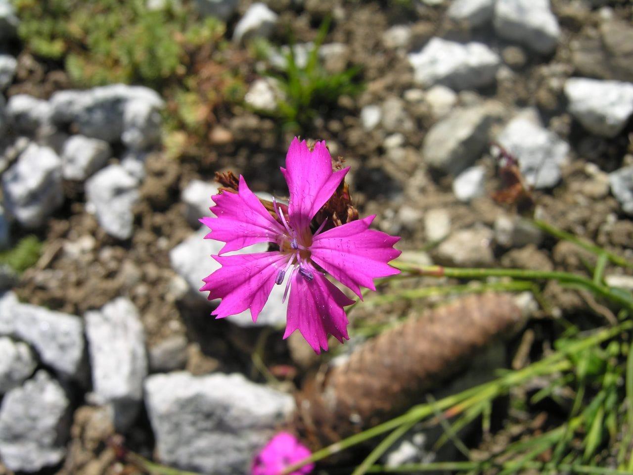 Dianthus carthusianorum