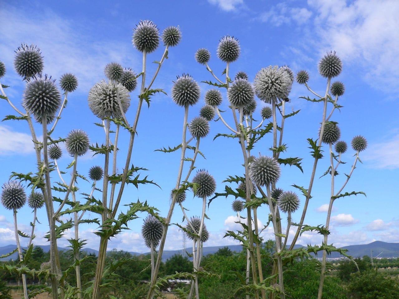 Echinops sphaerocephalus