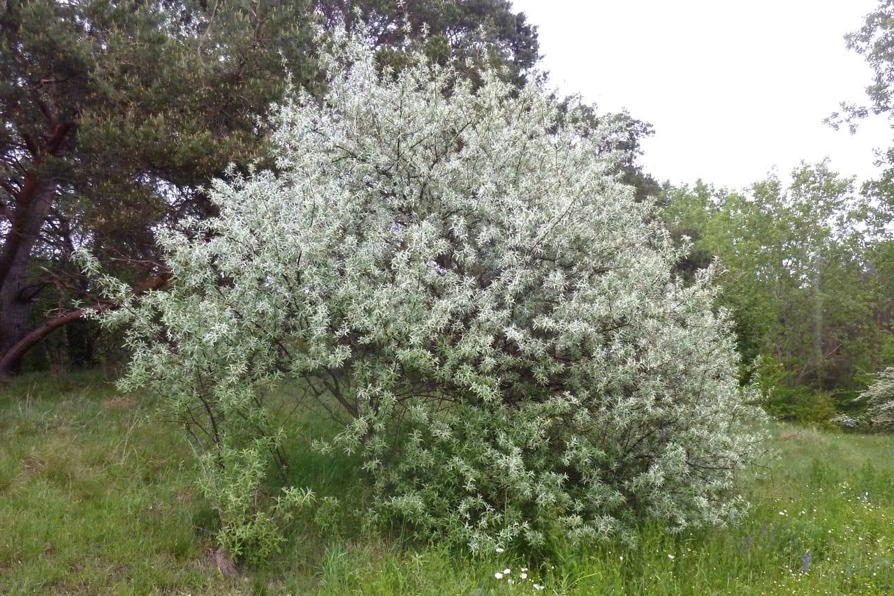 Elaeagnus angustifolia