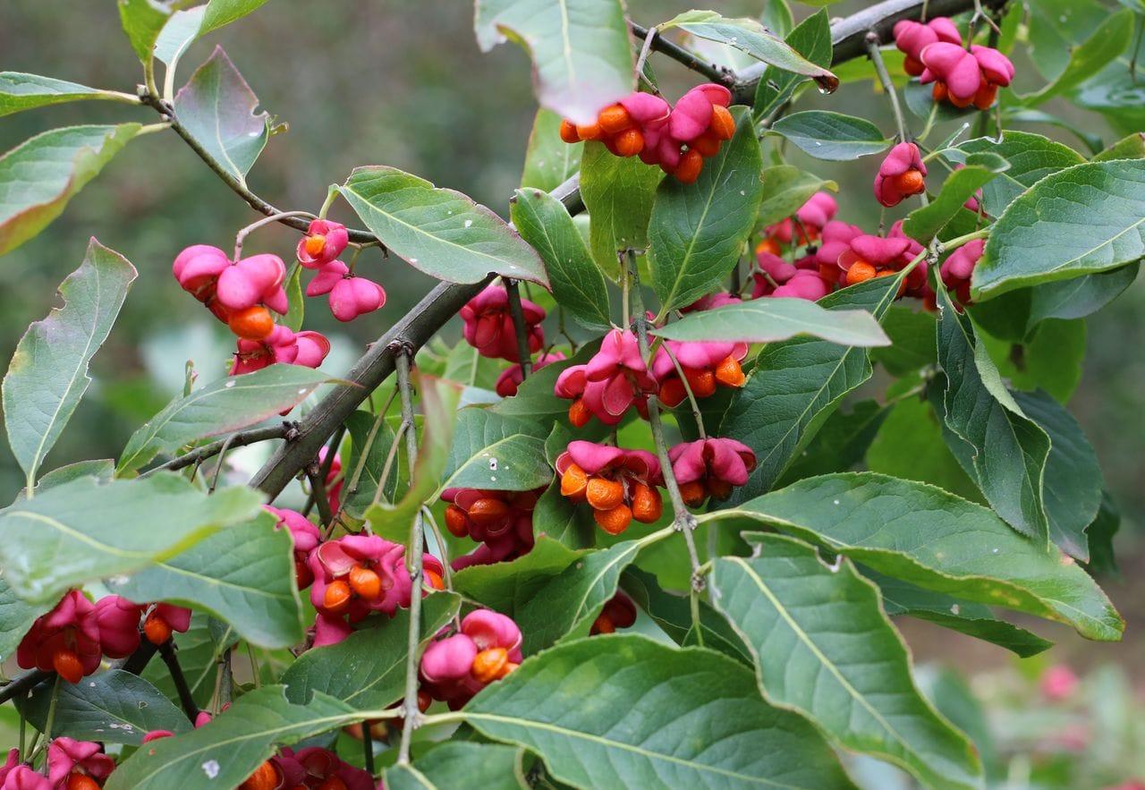 Euonymus europaeus