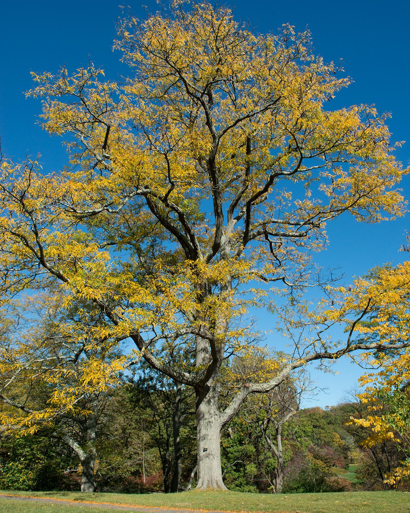 Gleditsia triacanthos