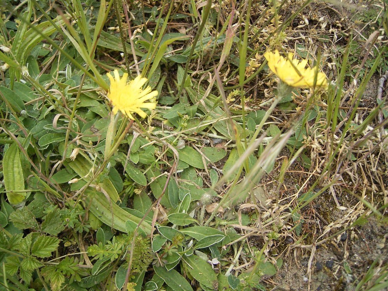 Hieracium pilosella