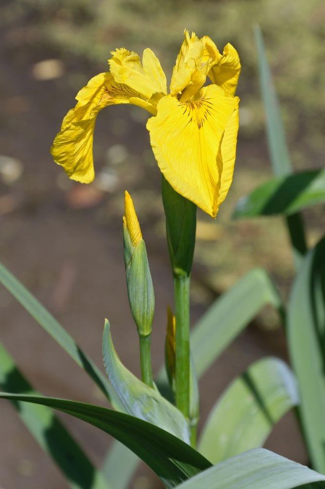 Iris pseudocorus