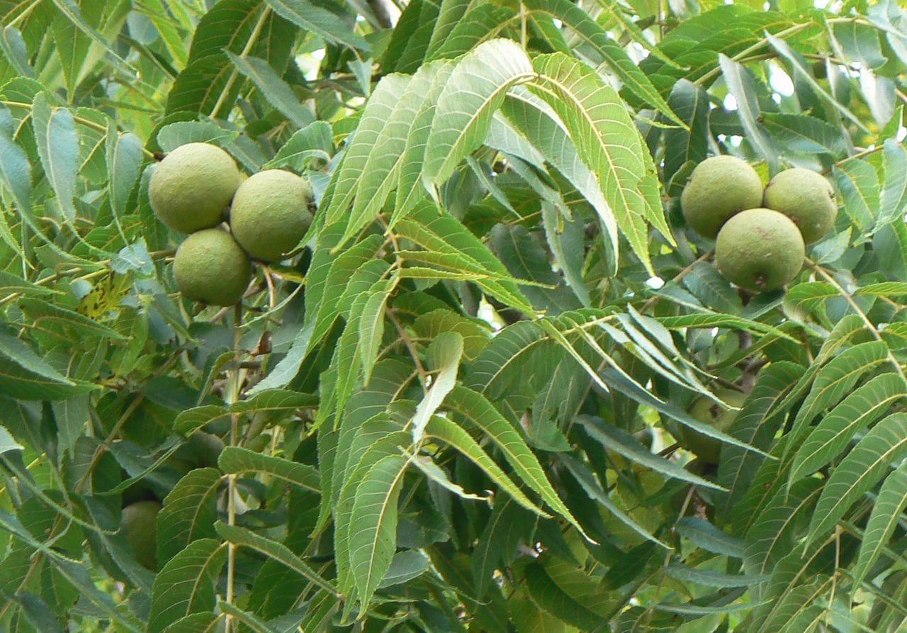 Juglans nigra