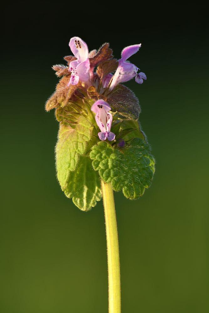 Lamium purpureum