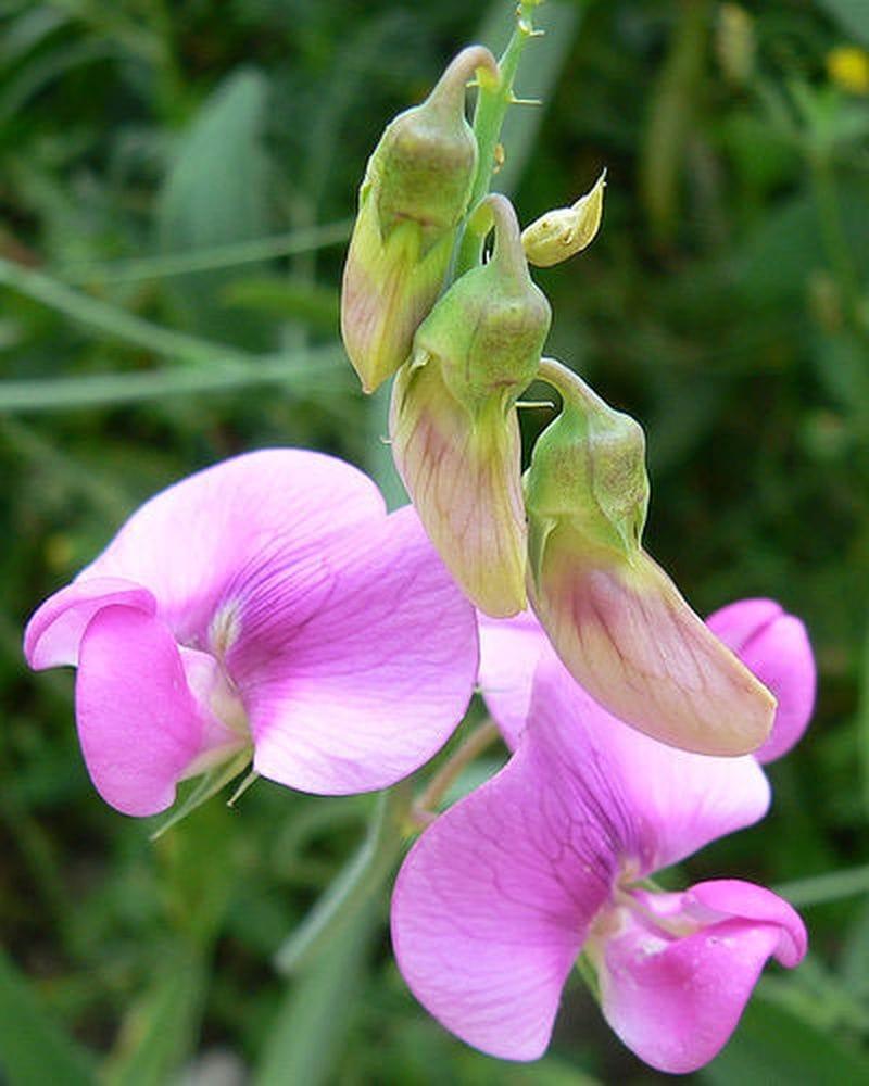 Lathyrus latifolius