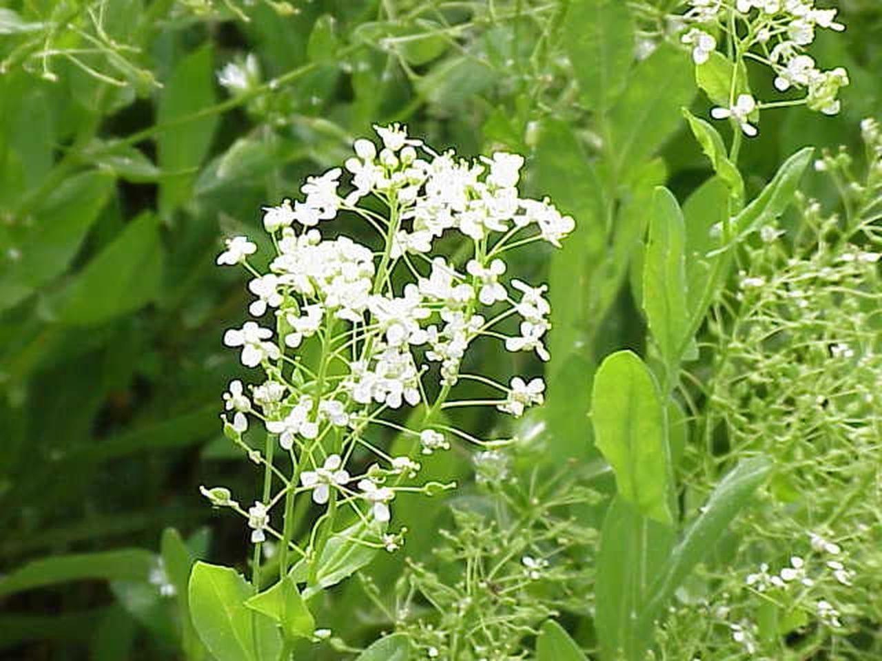 Lepidium draba