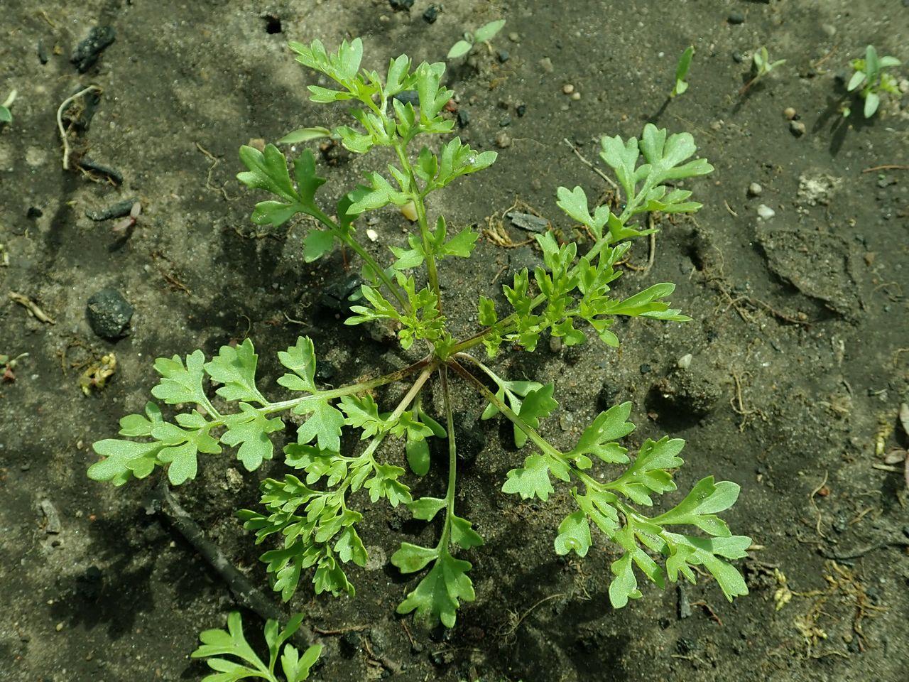 Lepidium sativum