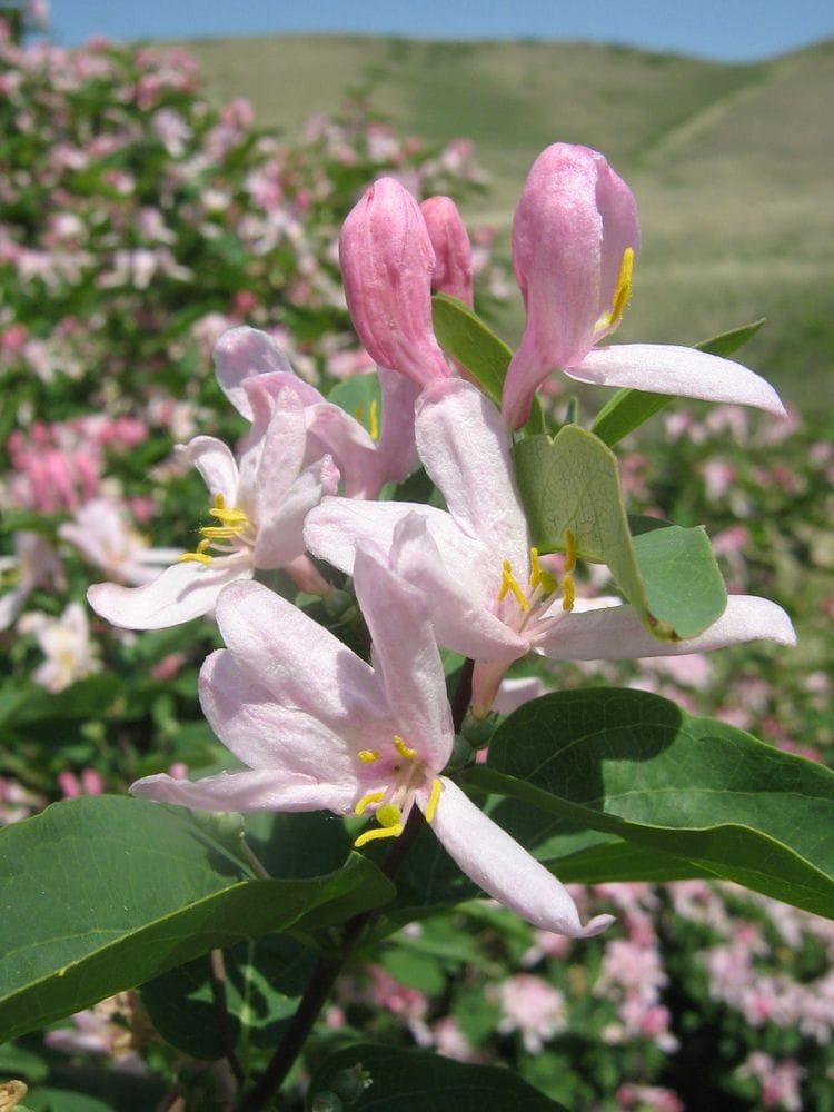 Lonicera tatarica