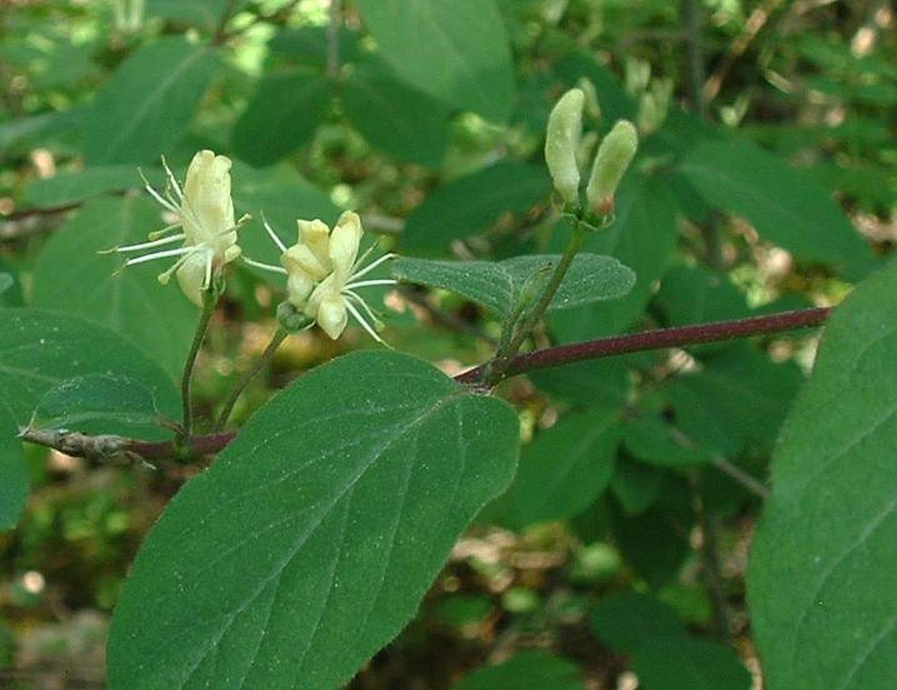 Lonicera xylosteum