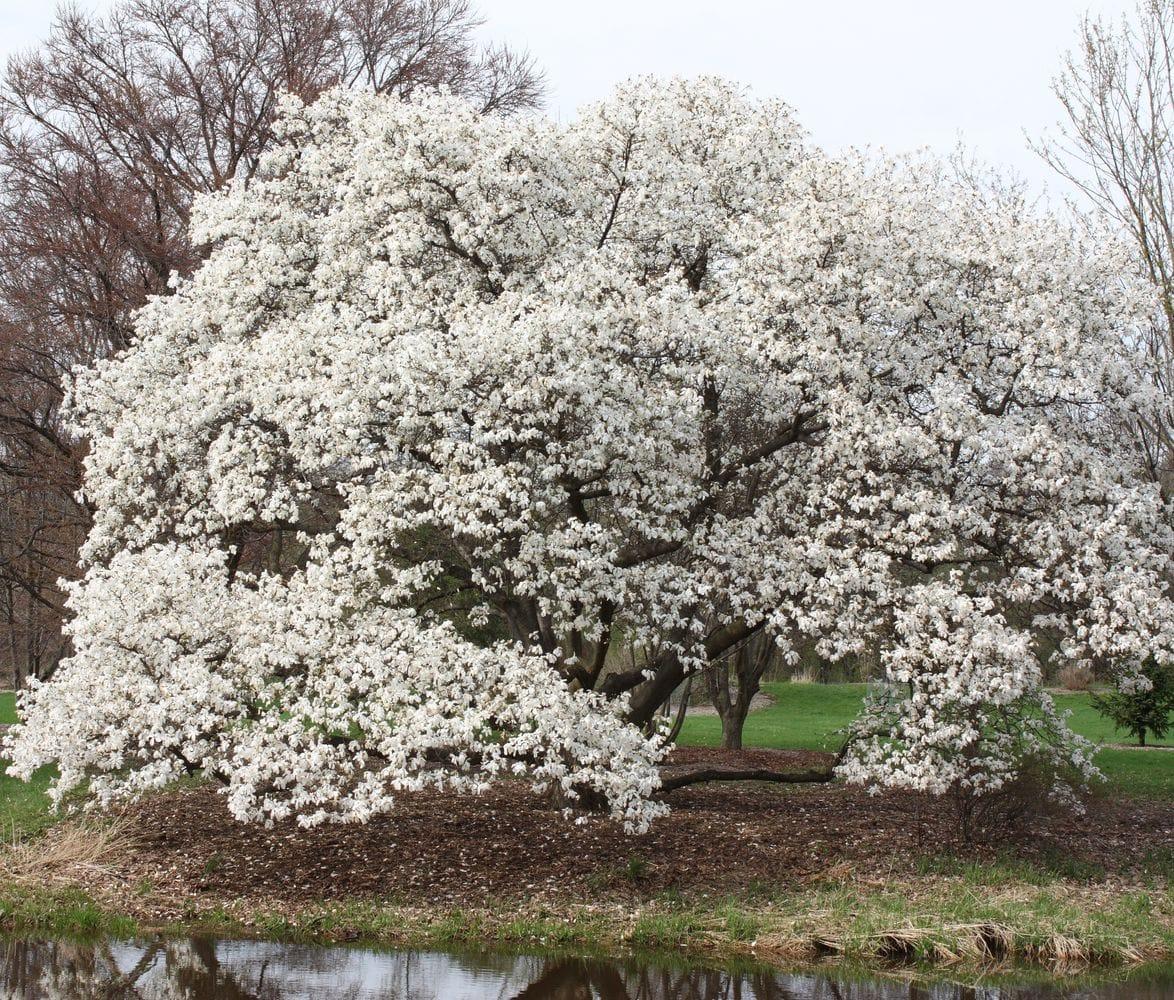 Magnolia cobus