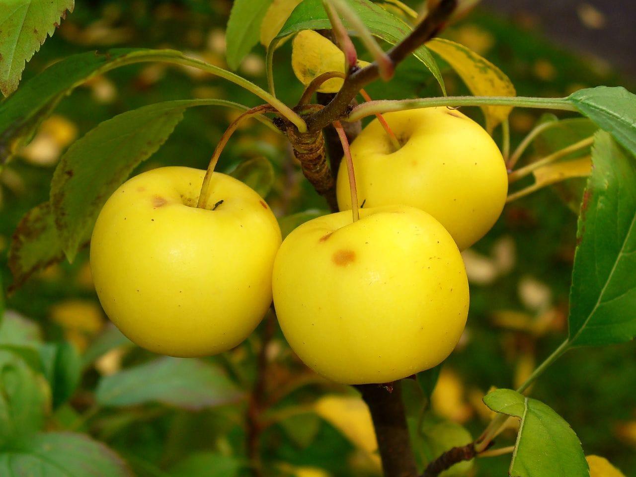 Malus sylvestris