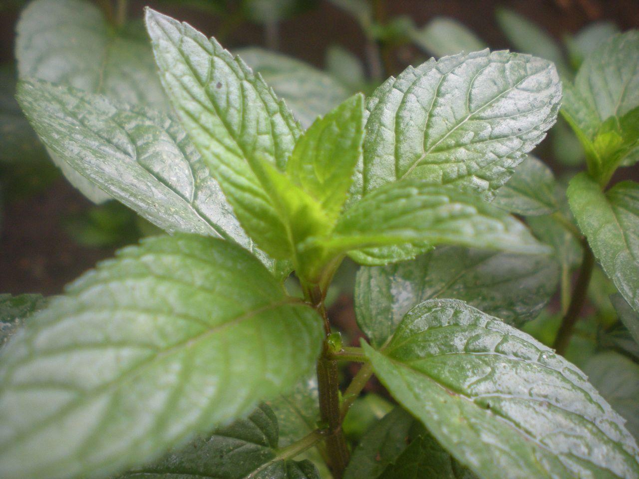Mentha piperita